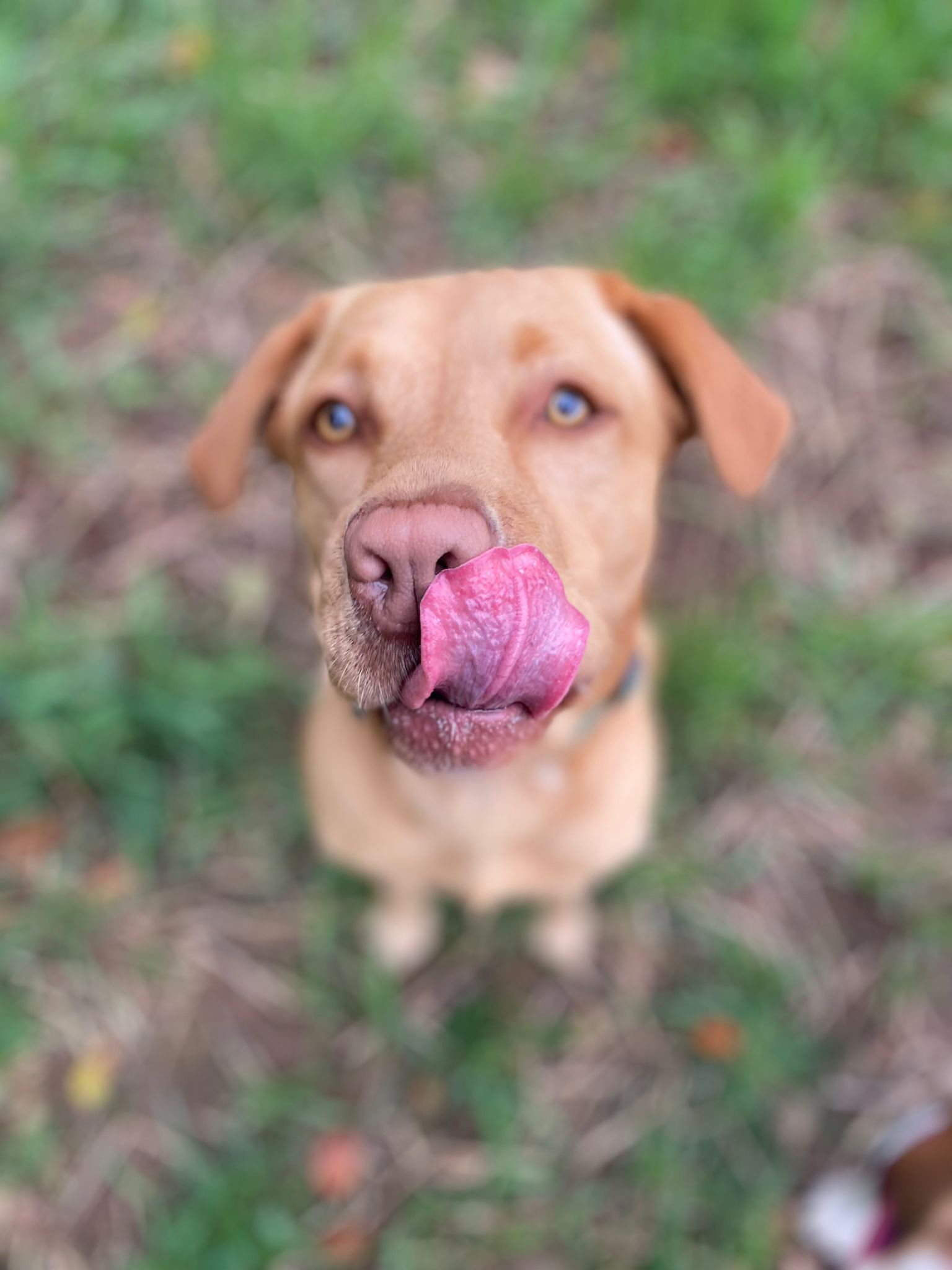A brown dog is outdoors, looking up with its tongue out, appearing to lick its nose. The background is a grassy area with some dried grass.