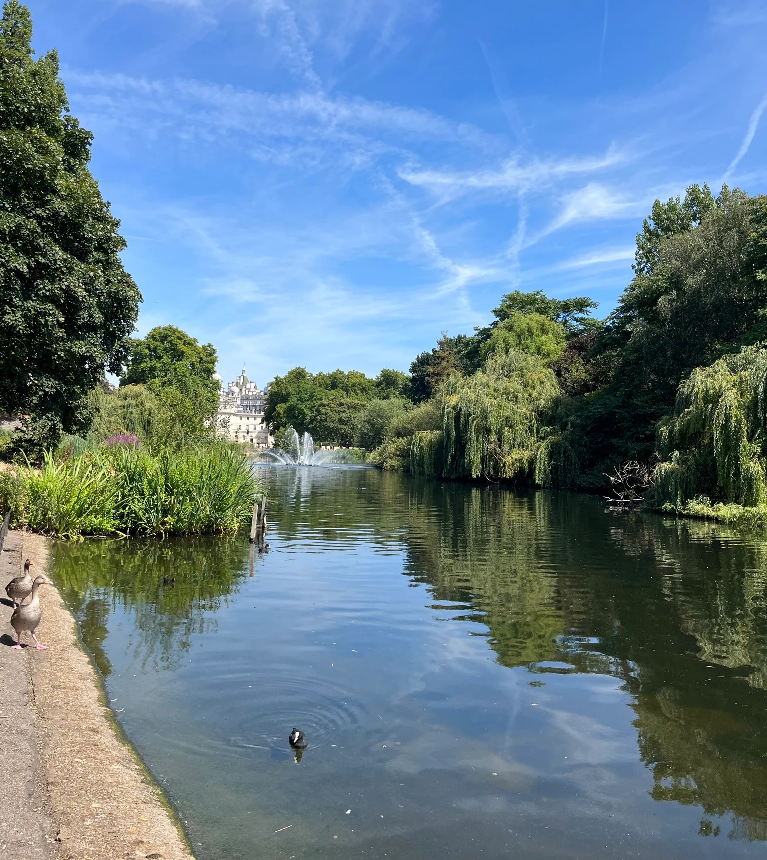 A tranquil park pond with a fountain, surrounded by lush green trees and shrubs under a clear blue sky with scattered clouds. A building is visible in the distance.