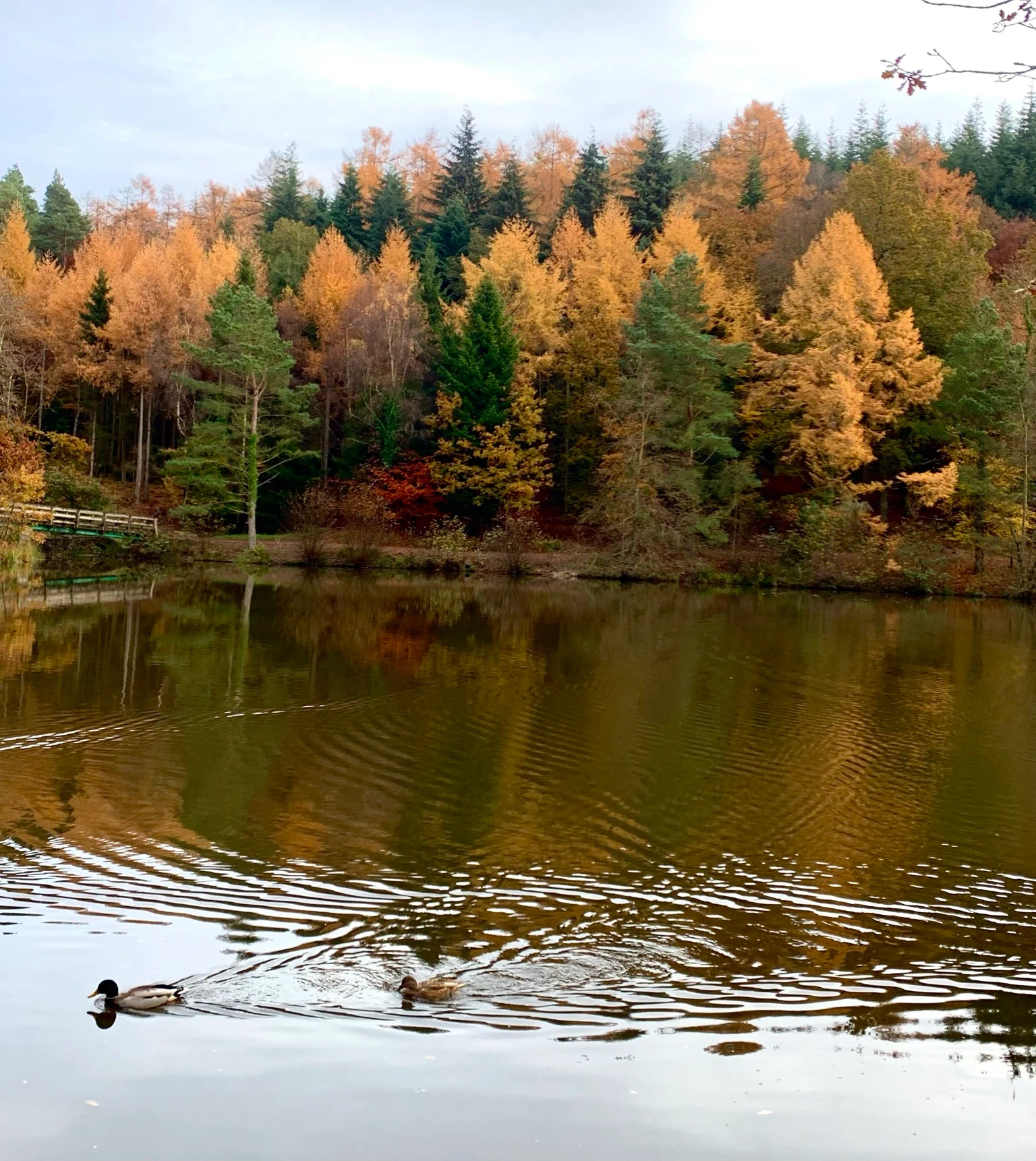 Two ducks swim in a calm lake, surrounded by an autumn forest with yellow and green trees reflecting on the water.