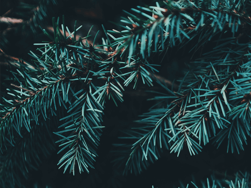 Close-up of green pine tree branches with needle-like leaves against a dark background, capturing the essence of "Inside WebBox: A Whirlwind 2019" and evoking the spirit of "A Very WebBox Christmas.